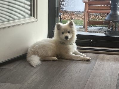 9 Mo Old Female Mini American Eskimo