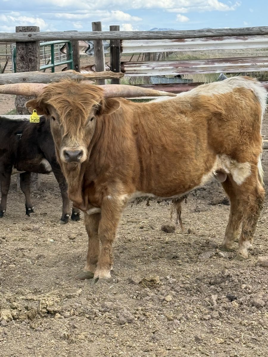 Miniature Highlander Bull