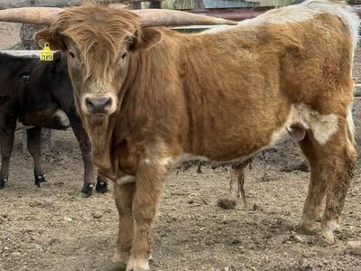 Miniature Highlander Bull