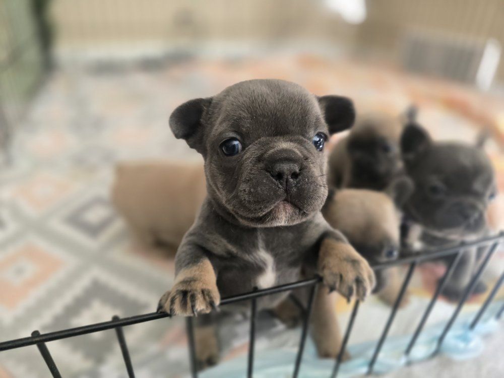 AKC French Bulldog puppies ready by 04/08