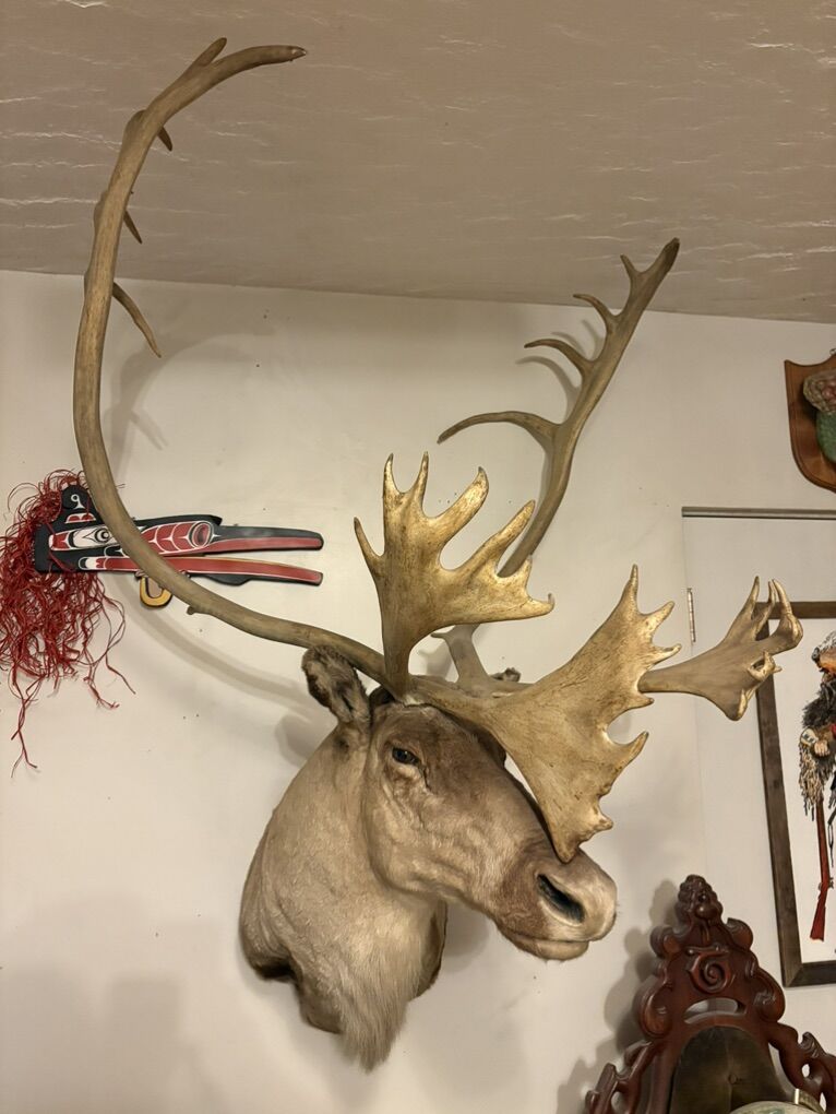 Caribou Taxidermy