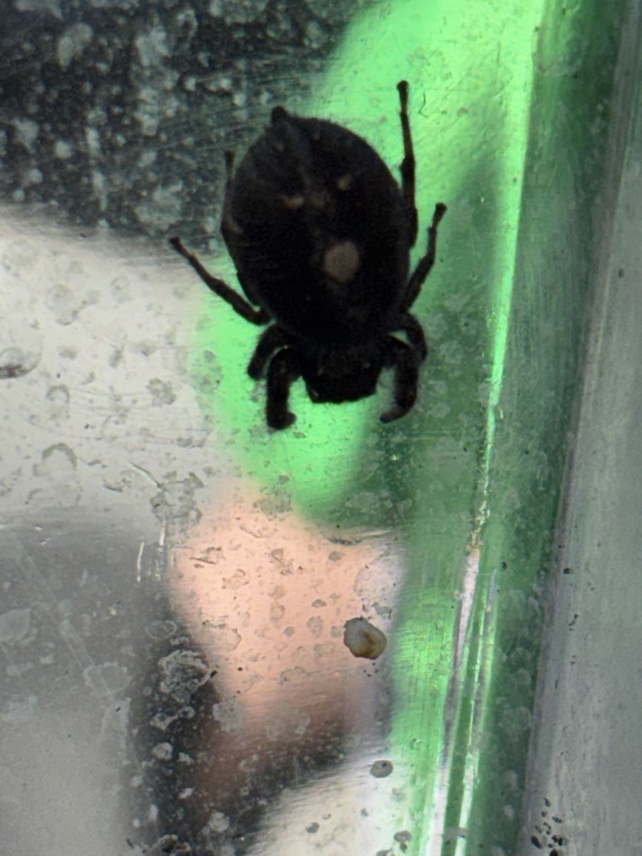 Pregnant Jumping Spider