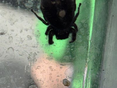 Pregnant Jumping Spider