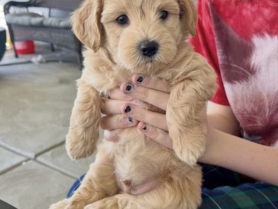 Small Bishpoo toypoodle bichon Puppys Only 2 left! Hypoallergenic non-shedding.