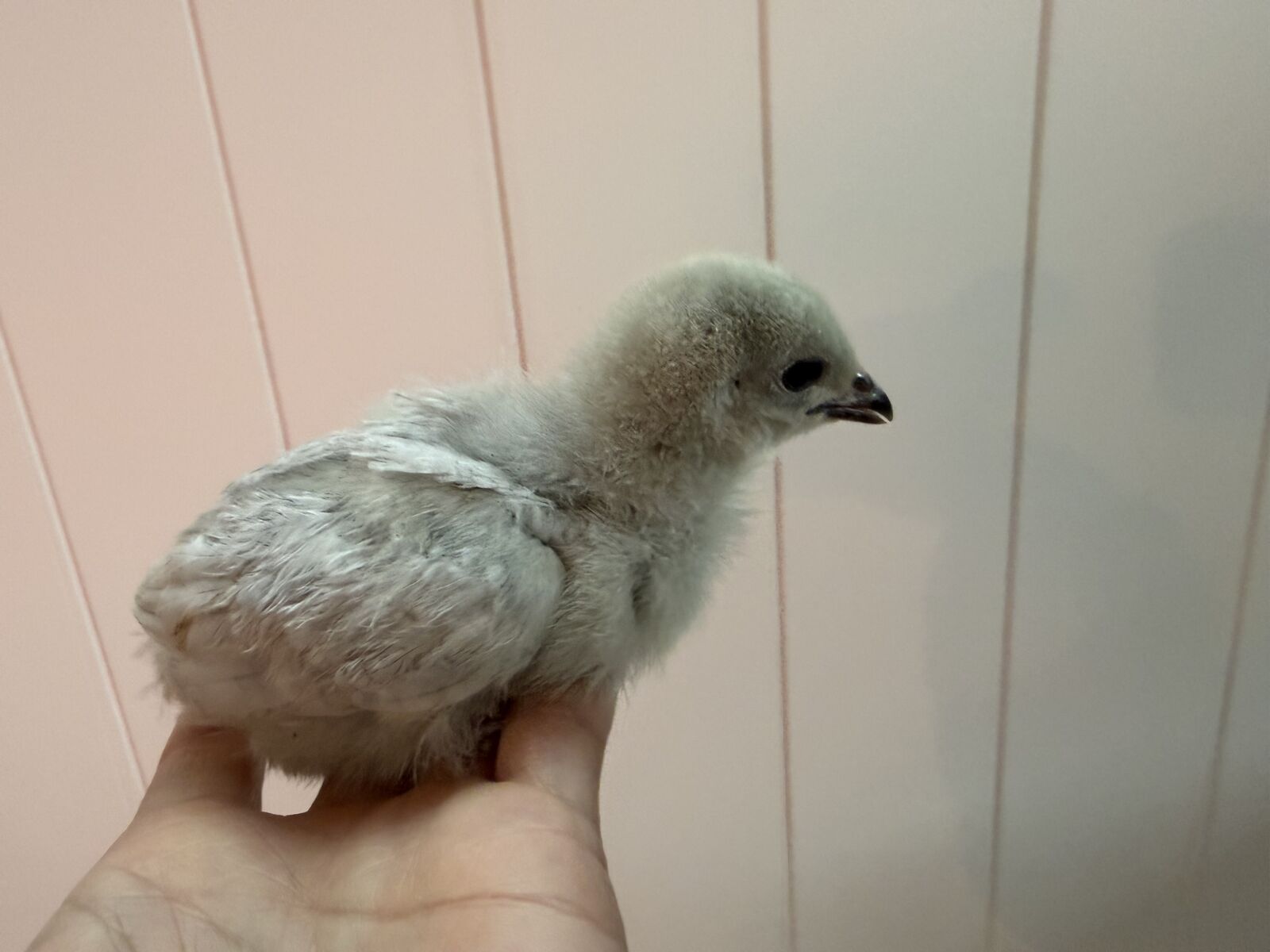 2 lavender orpingtons available - sexed females pullets