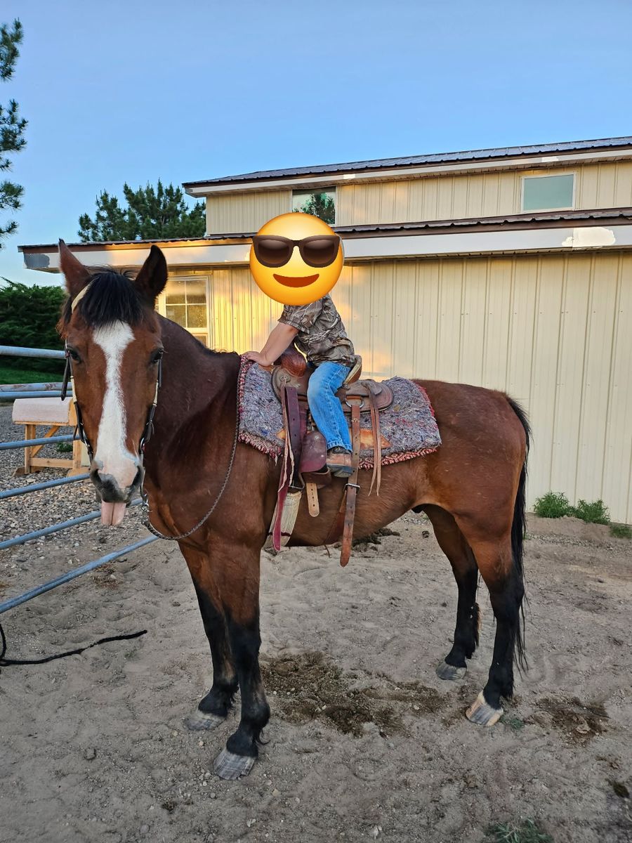 Very Gentle Older Gelding