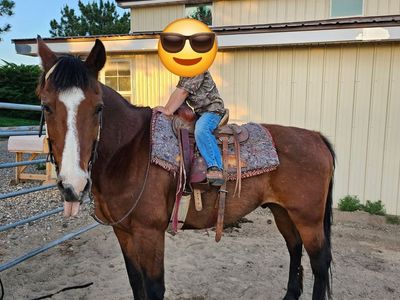 Very Gentle Older Gelding