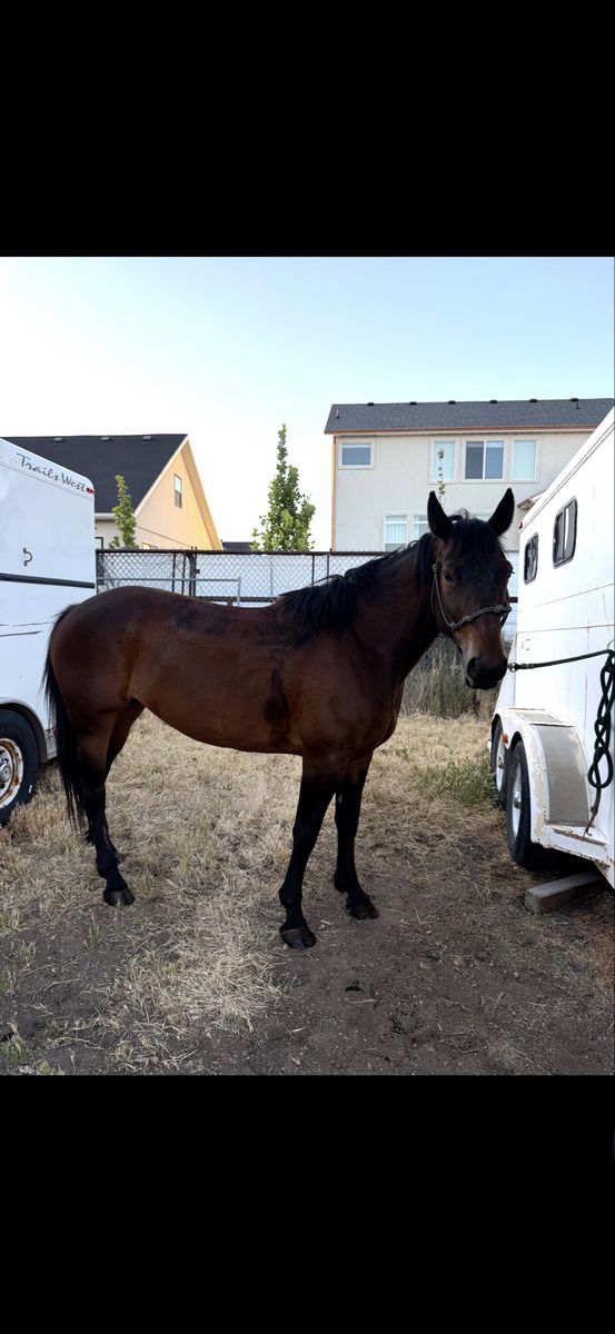 5 year old bay half draft mare