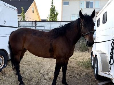 5 year old bay half draft mare