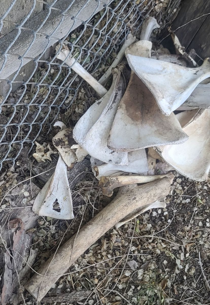 Animal Bones