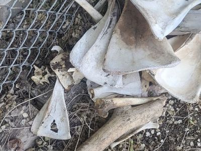 Animal Bones