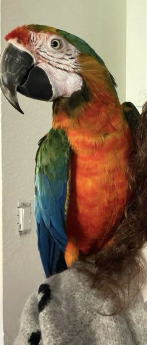Male Catalina macaw