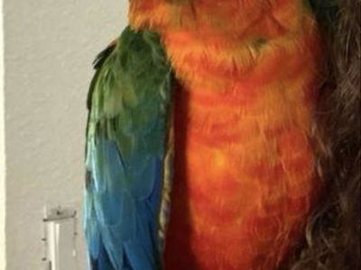 Male Catalina macaw