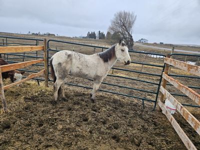 2 year old mare