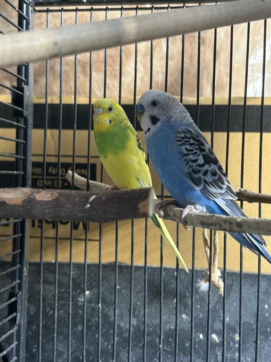 Birds