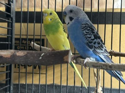 Birds