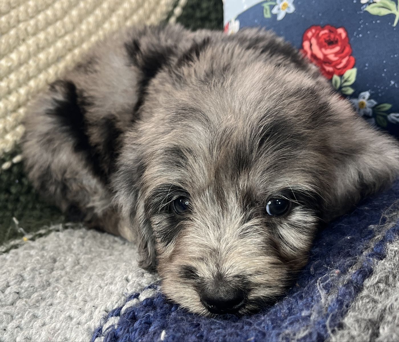 Moyen Goldendoodle Puppies