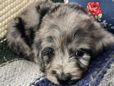 Moyen Goldendoodle Puppies