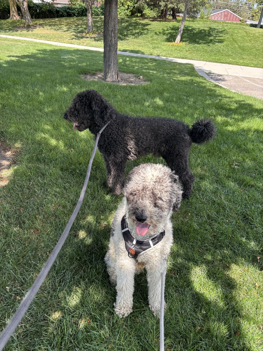 Bernedoodles