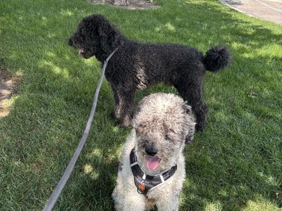 Bernedoodles