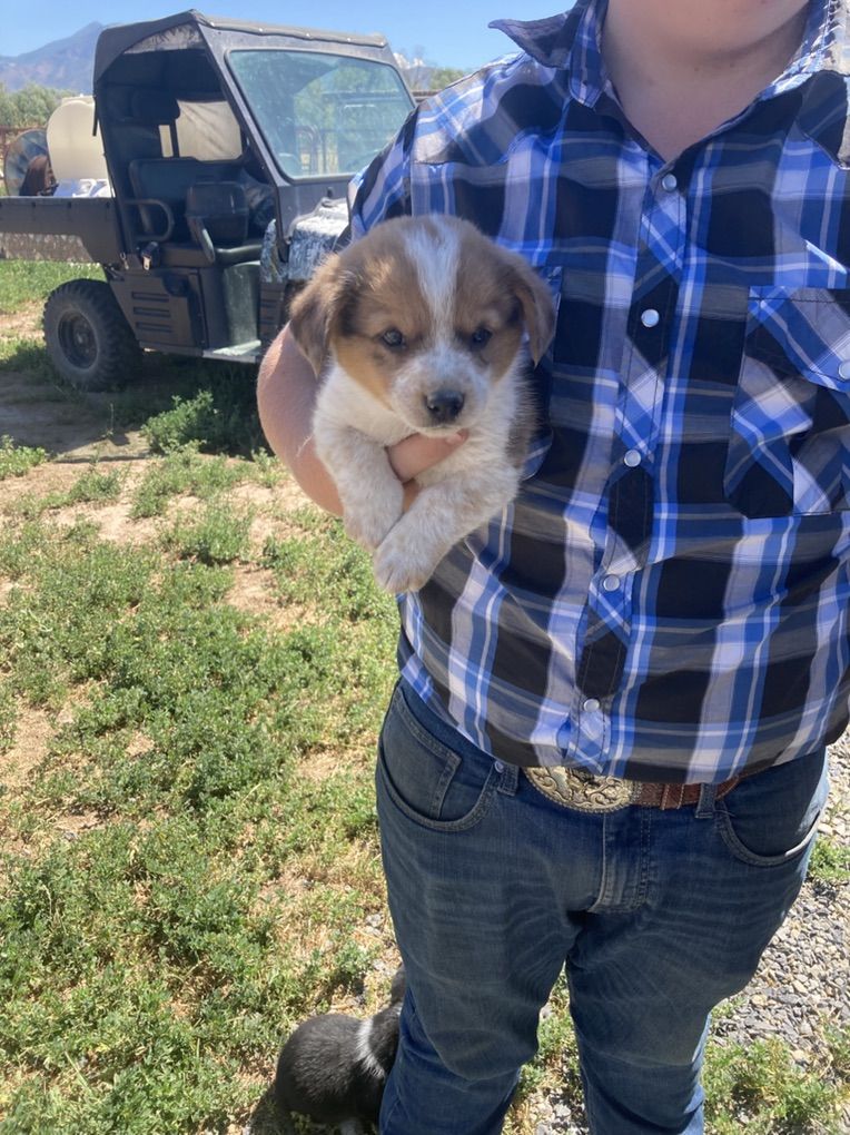 Cowboy Corgi puppies