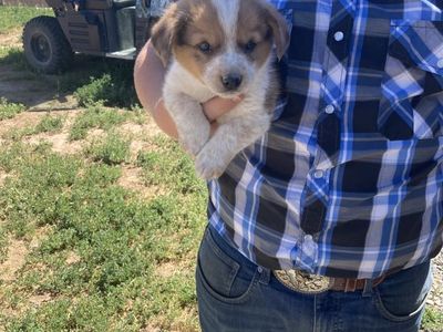 Cowboy Corgi puppies