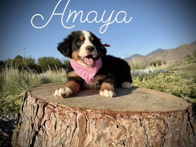 AKC Bernese Mountain dog puppy - Champion lines