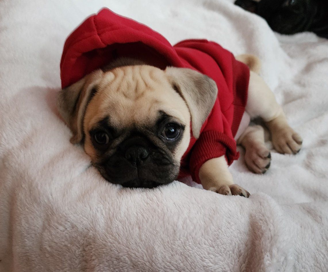 1 LEFT!-Stunning Pug-RARE COLOR️ CARRIER