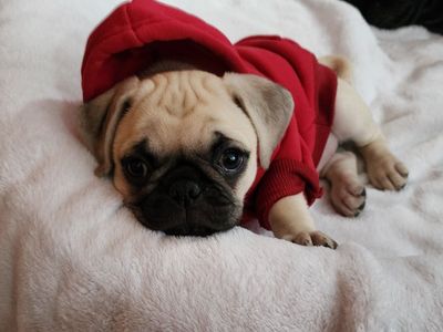 1 LEFT!-Stunning Pug-RARE COLOR️ CARRIER