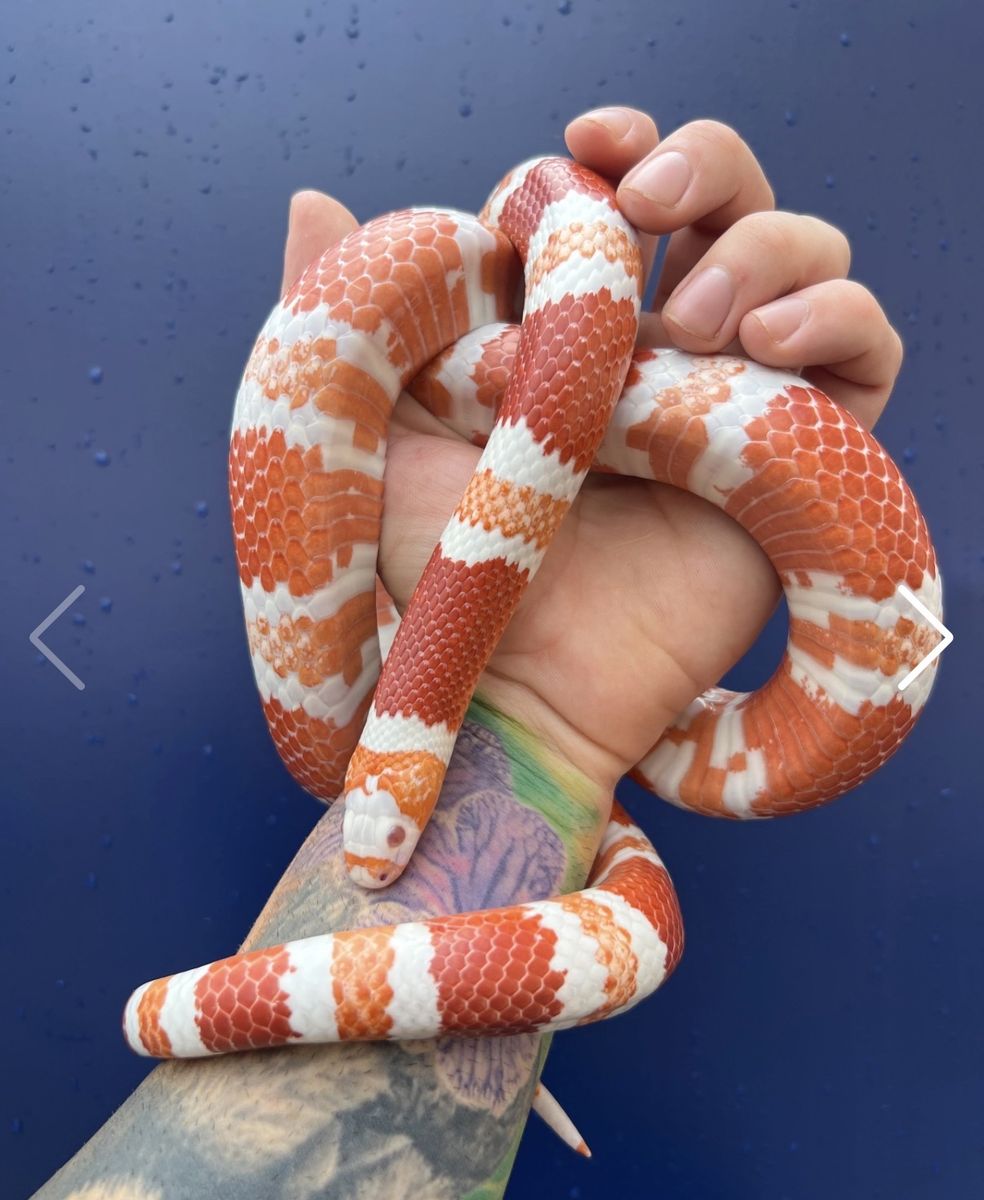 Albino Tangerine Honduran Milksnake