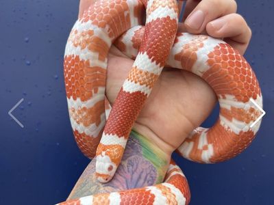 Albino Tangerine Honduran Milksnake