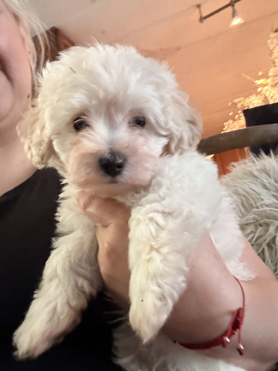 Adorable Maltipoo Puppies only one boy - Ready for Their Forever Home!