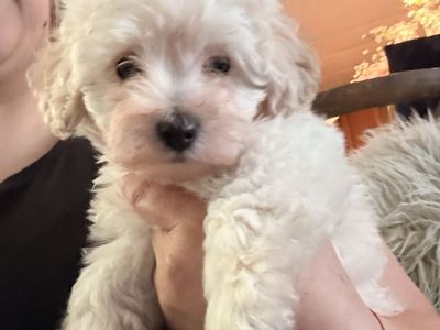 Adorable Maltipoo Puppies only one boy - Ready for Their Forever Home!