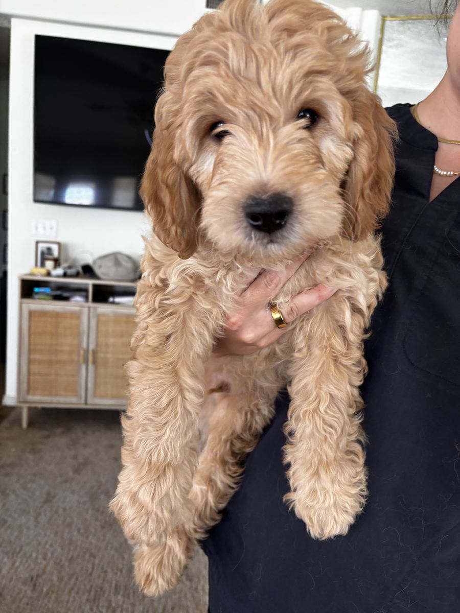 F1 golden doodle puppy