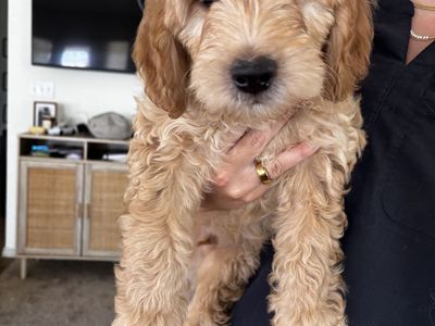 F1 golden doodle puppy
