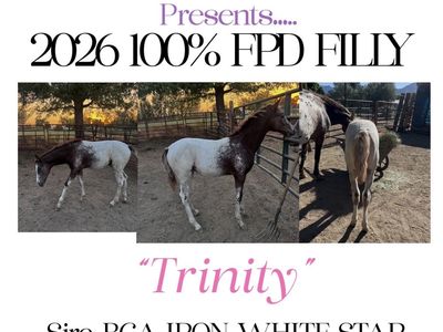100% foundation bred Appaloosas