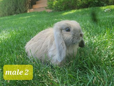 Holland Lop bunny