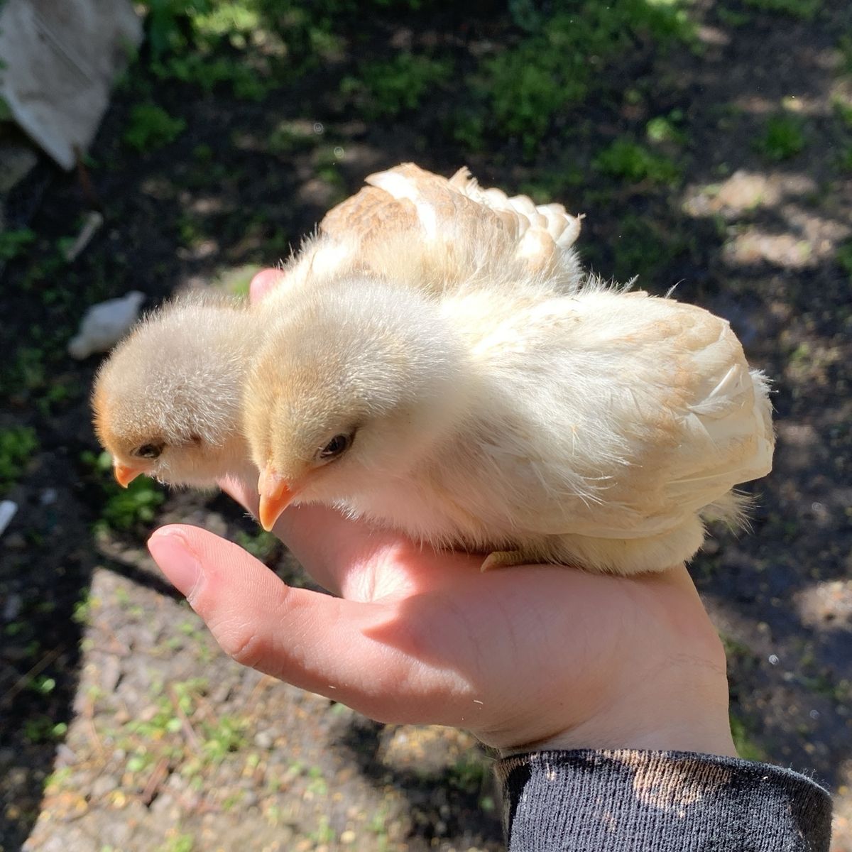Rare Ameraucana Chicks