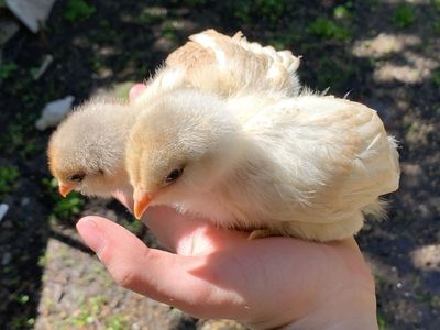 Rare Ameraucana Chicks