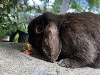 Chocolate Doe pedigree and proven