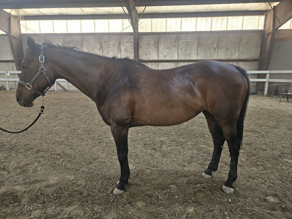 Trail and Arena QH mare