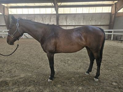 Trail and Arena QH mare