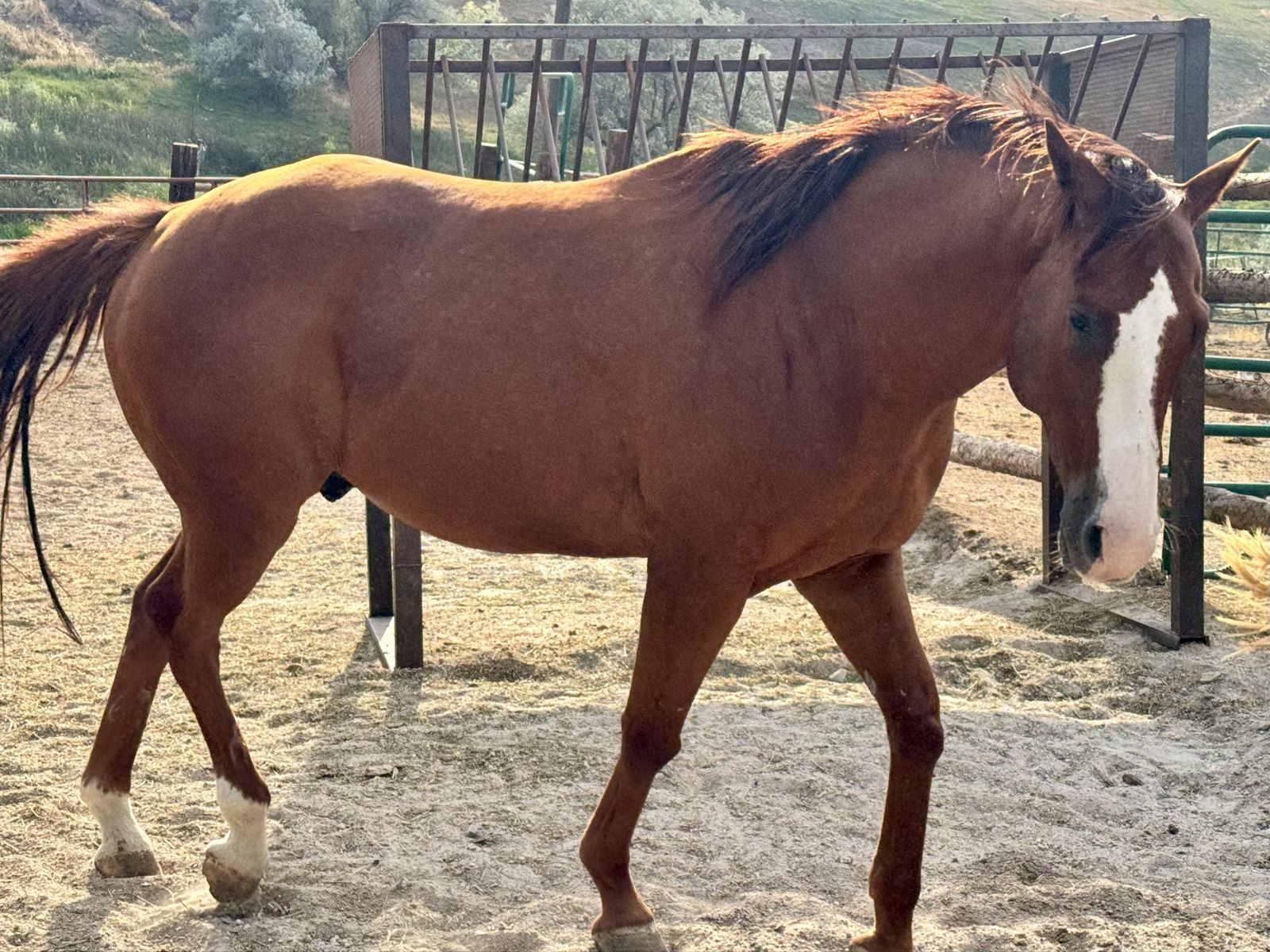 Chestnut gelding horse