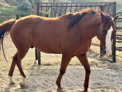 Chestnut gelding horse