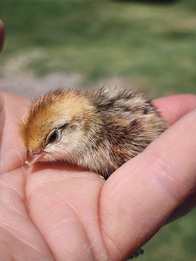 Chicks - Mexican Speckled Bobwhite Quail