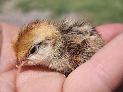Chicks - Mexican Speckled Bobwhite Quail