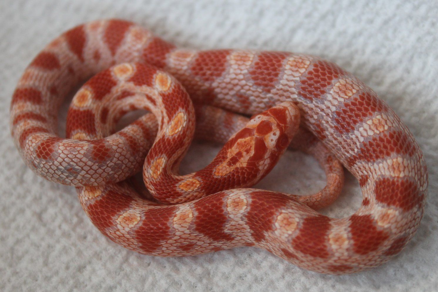 BABY CORN SNAKES!