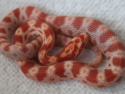 BABY CORN SNAKES!
