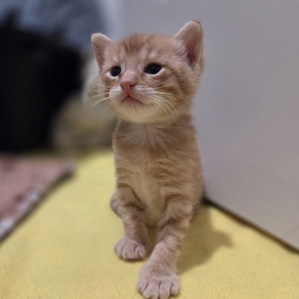 Hello my name is Droplet