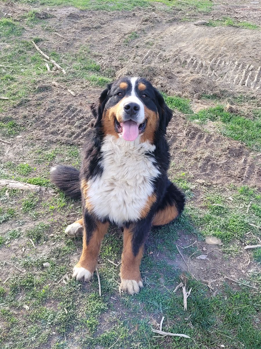 AKC Bernese Moutain Dog Pups.  European Lines. Experienced Breeder